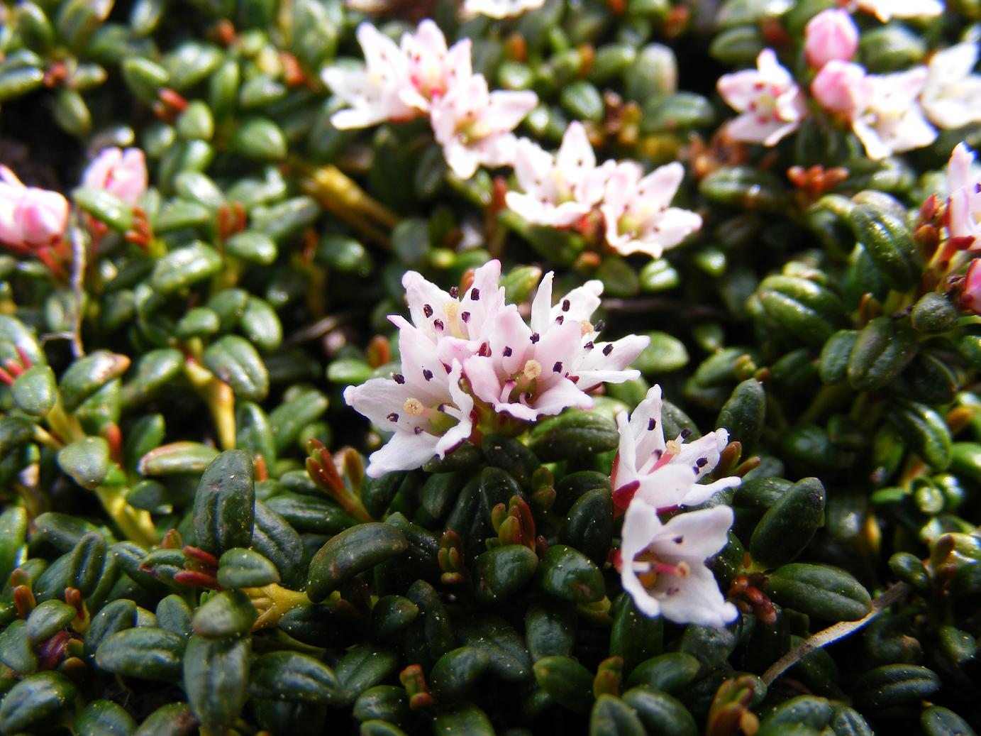 I fiori del vento:Kalmia procumbens (=Loiseleuria procumbens)